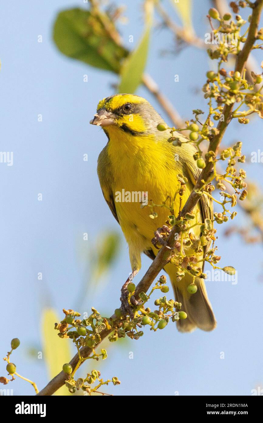 Male Yellow-fronted Canary (Crithagra mozambicus mozambicus), Limpopo, South Africa Stock Photo