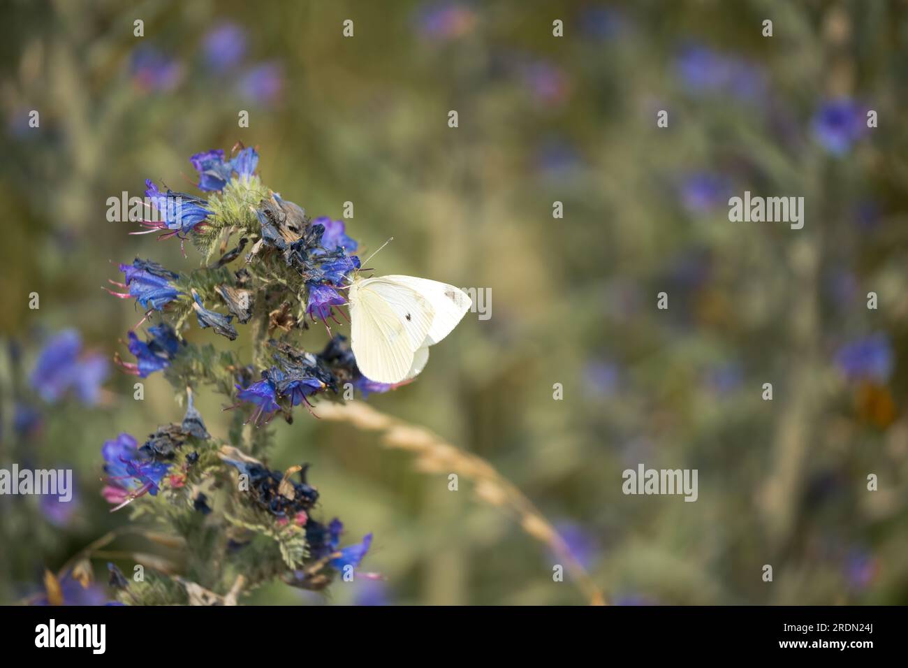 close-up of a feeding cabbage white butterlfy (Pieris rapae) Stock Photo