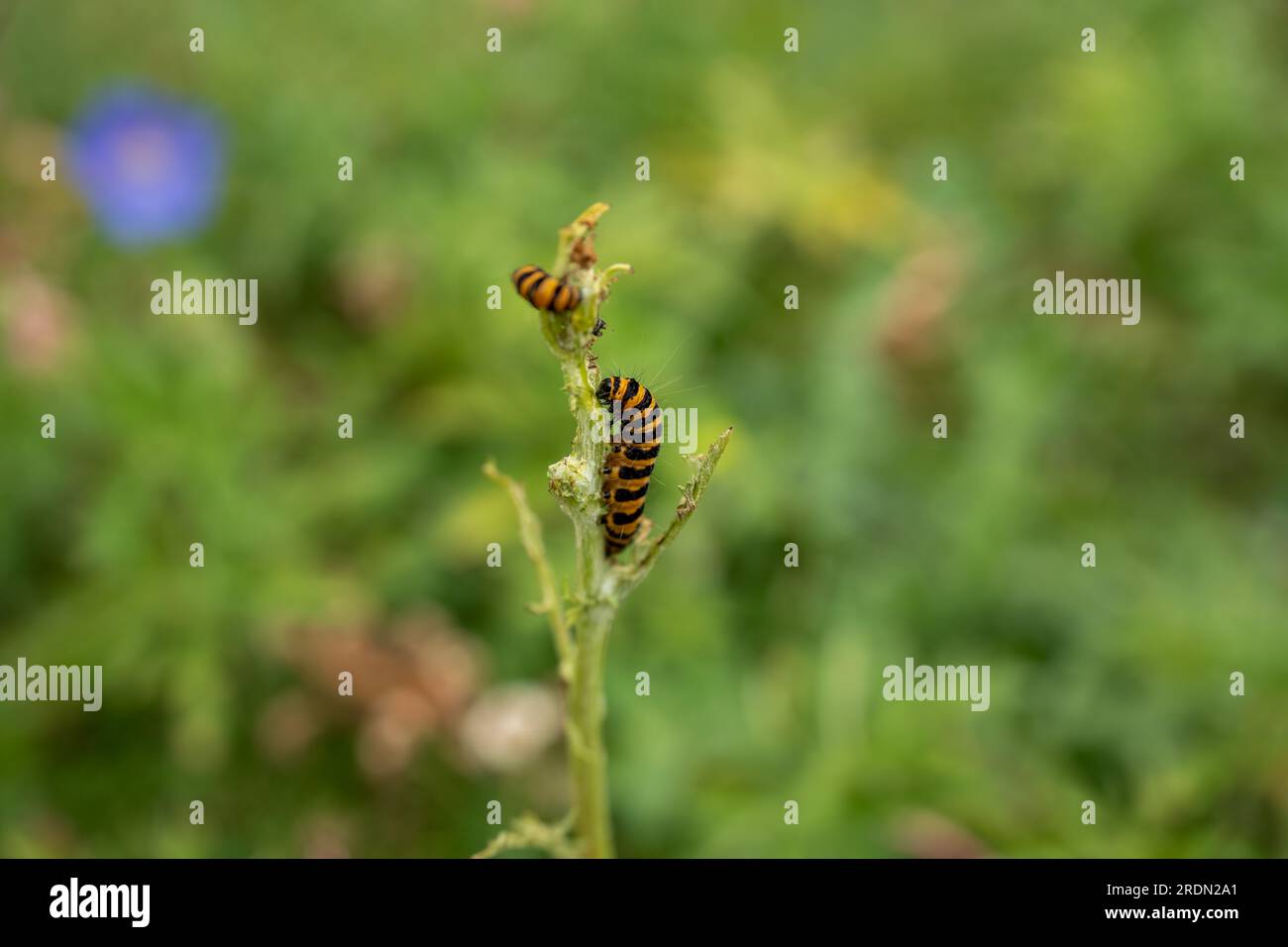 Black and yellow caterpillar hires stock photography and images Alamy