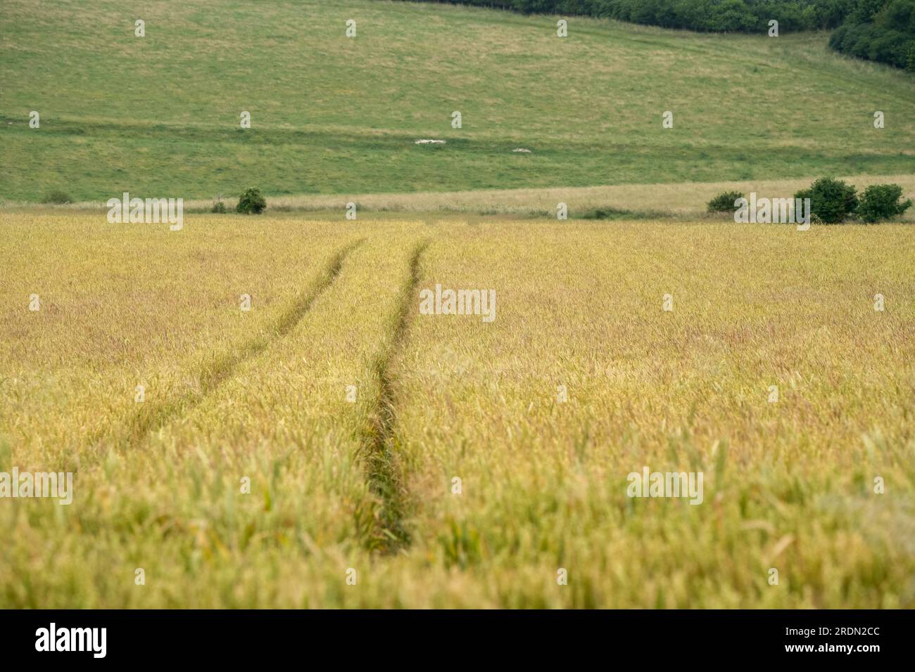 tractor wheel lines through a field of summer wheat Stock Photo