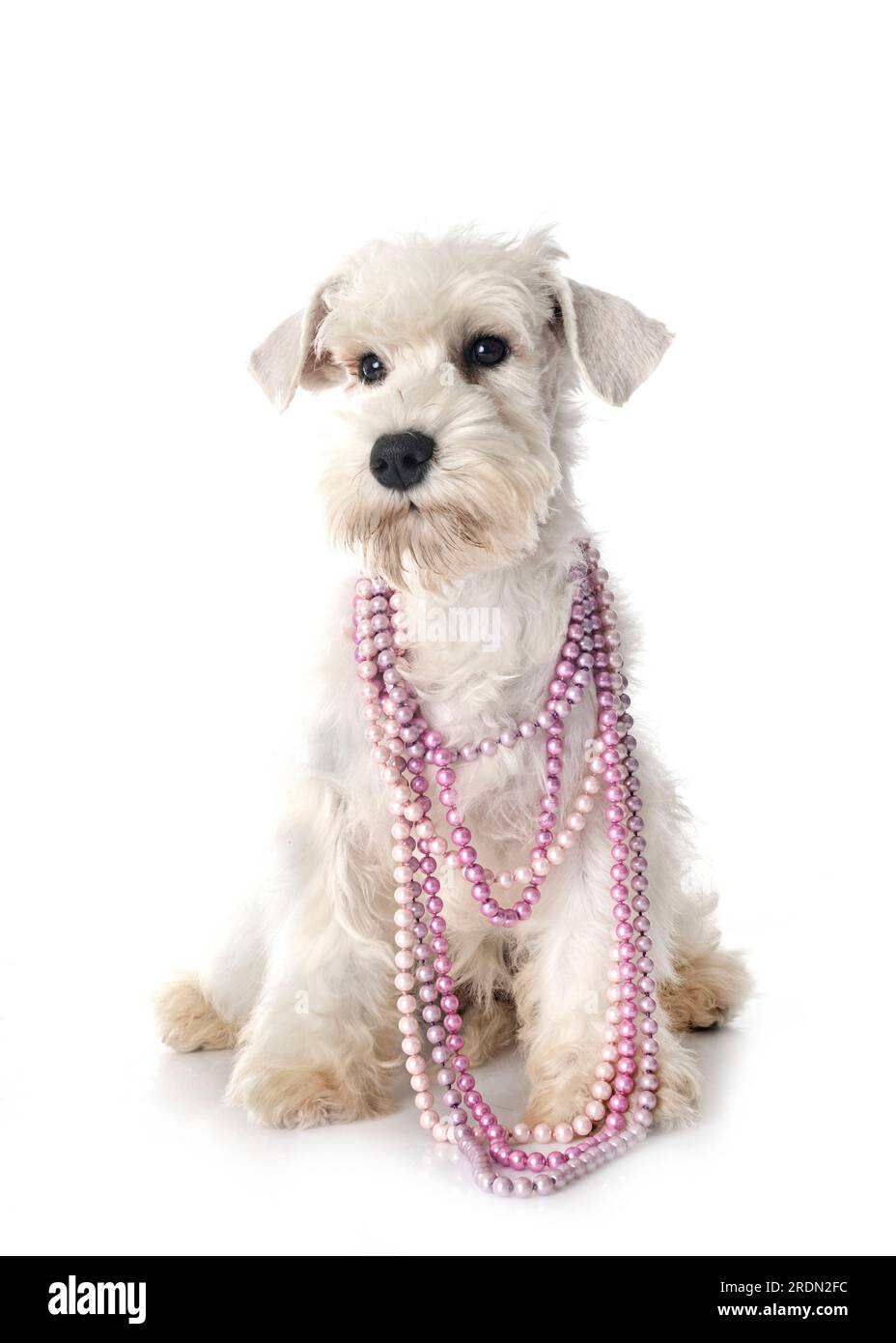 miniature schnauzer in front of white background Stock Photo - Alamy