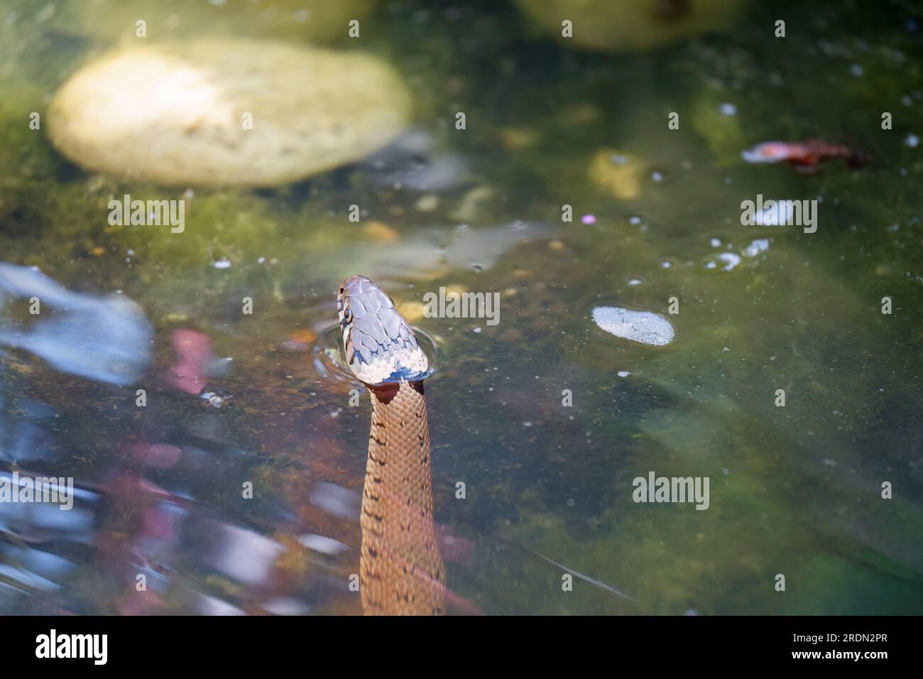 Close-up of a grass snake (Natrix helvetica, ringed snake or water snake) swimming in a pond, Wiltshire UK Stock Photo