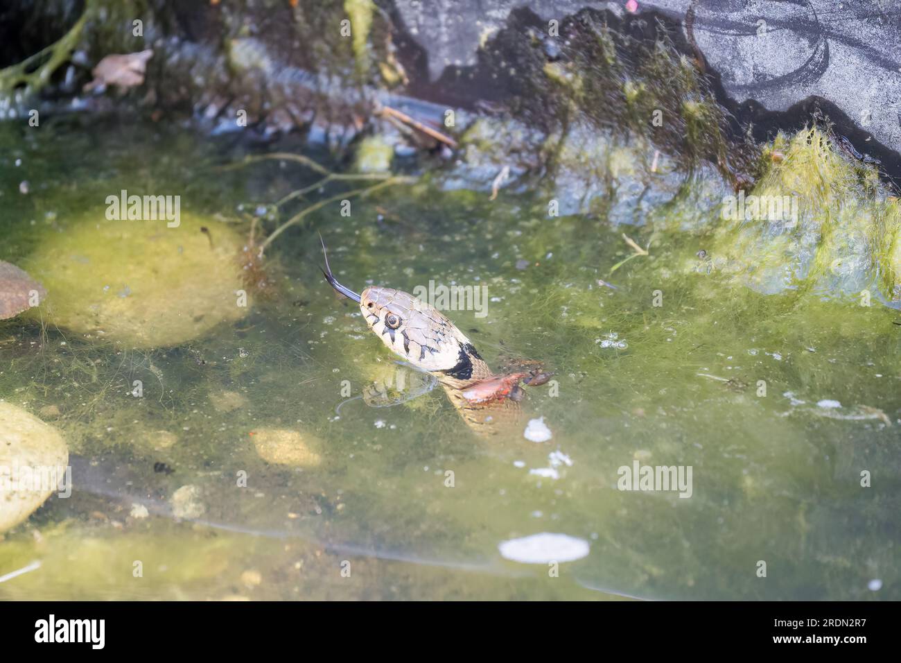 Close-up of a grass snake (Natrix helvetica, ringed snake or water snake) swimming in a pond, Wiltshire UK Stock Photo