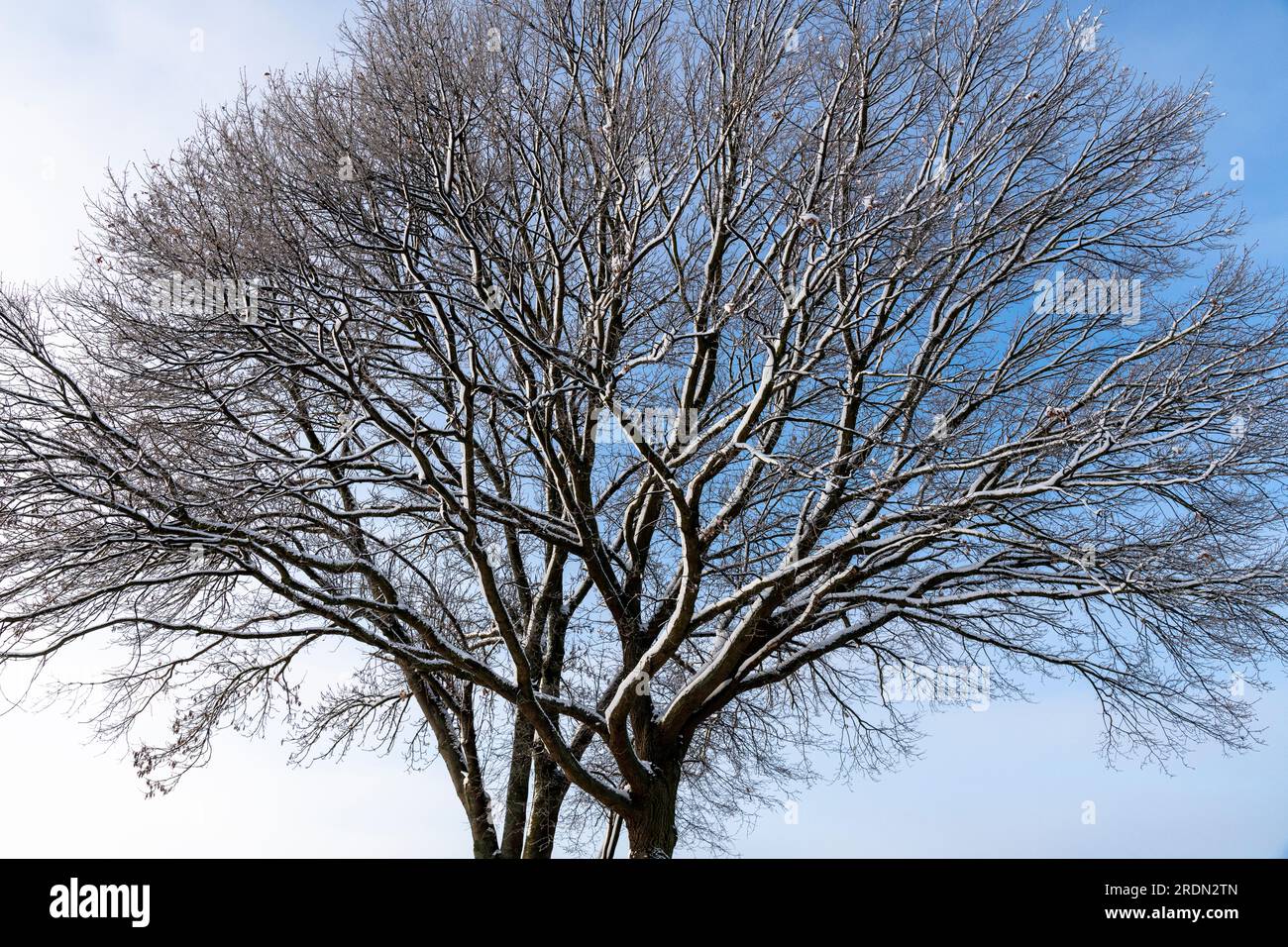 winter tree crown with snow on branches Stock Photo
