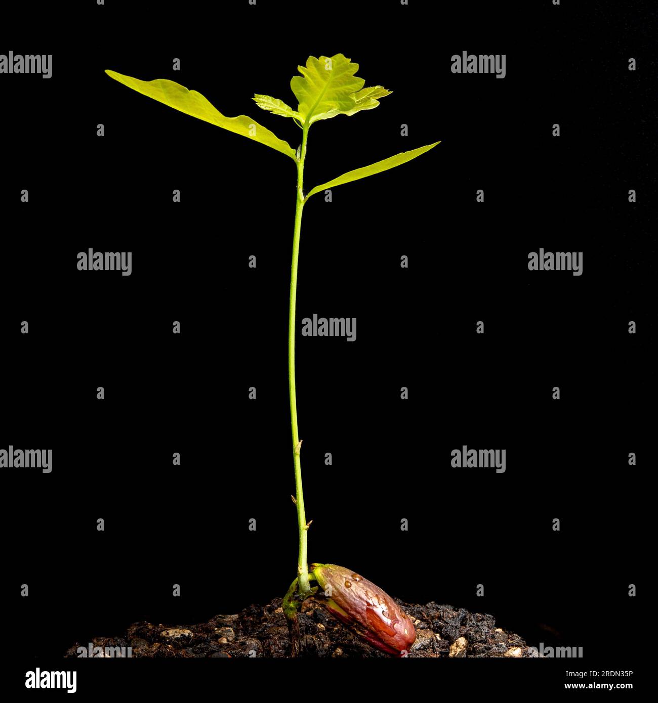 oak germling with growing leaves and root on black background Stock Photo