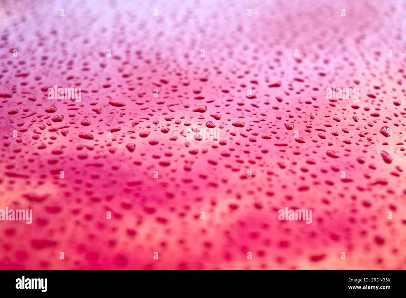 Red surface of a waxed and washed car hood with water droplets Stock
