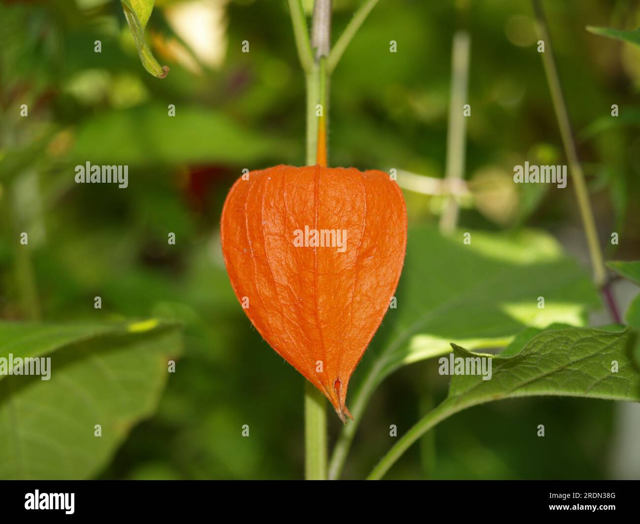 Beautiful red orange physalis flower on a background of green foliage. Macro view. Physalis philadelphica. Photo Stock Photo