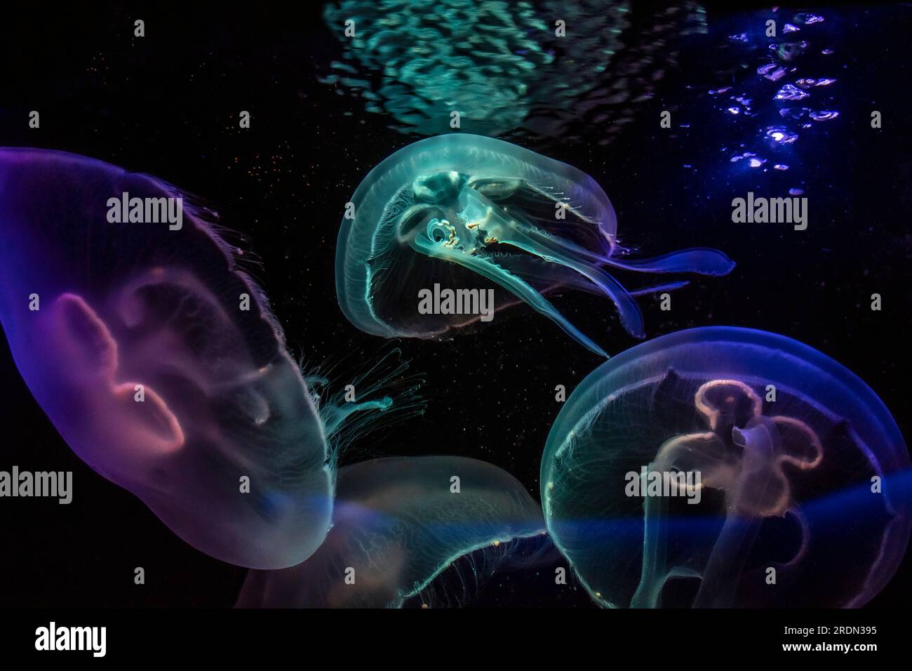 luminous jellyfish on black background Stock Photo