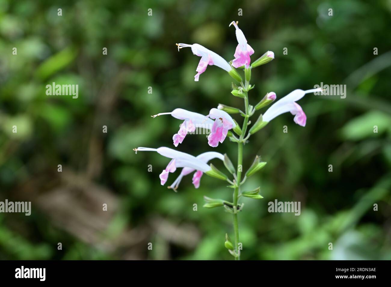 Close up view of a wild inflorescence which is bearing tiny white and purple color flowers Stock Photo