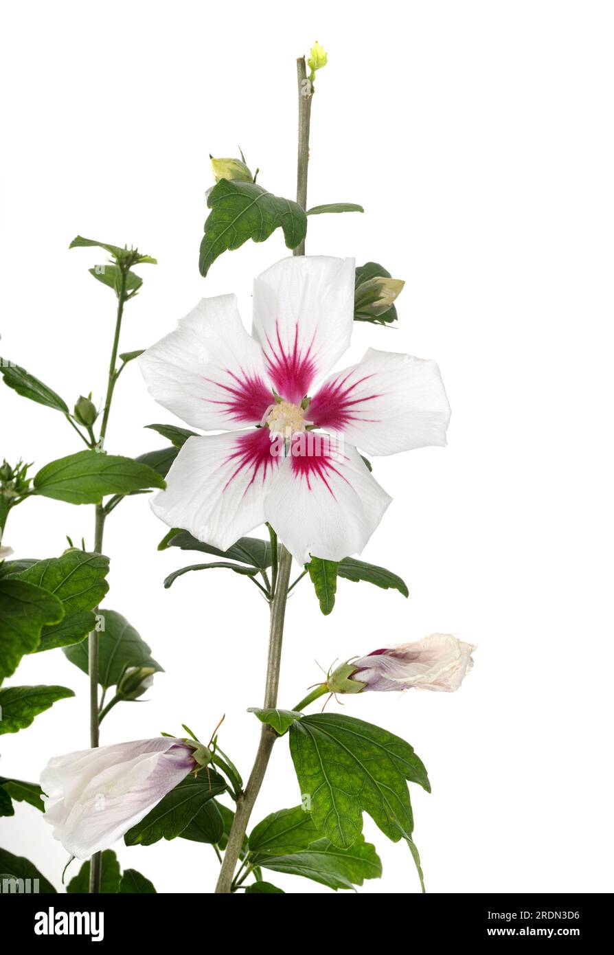 Hibiscus syriacus in front of white background Stock Photo