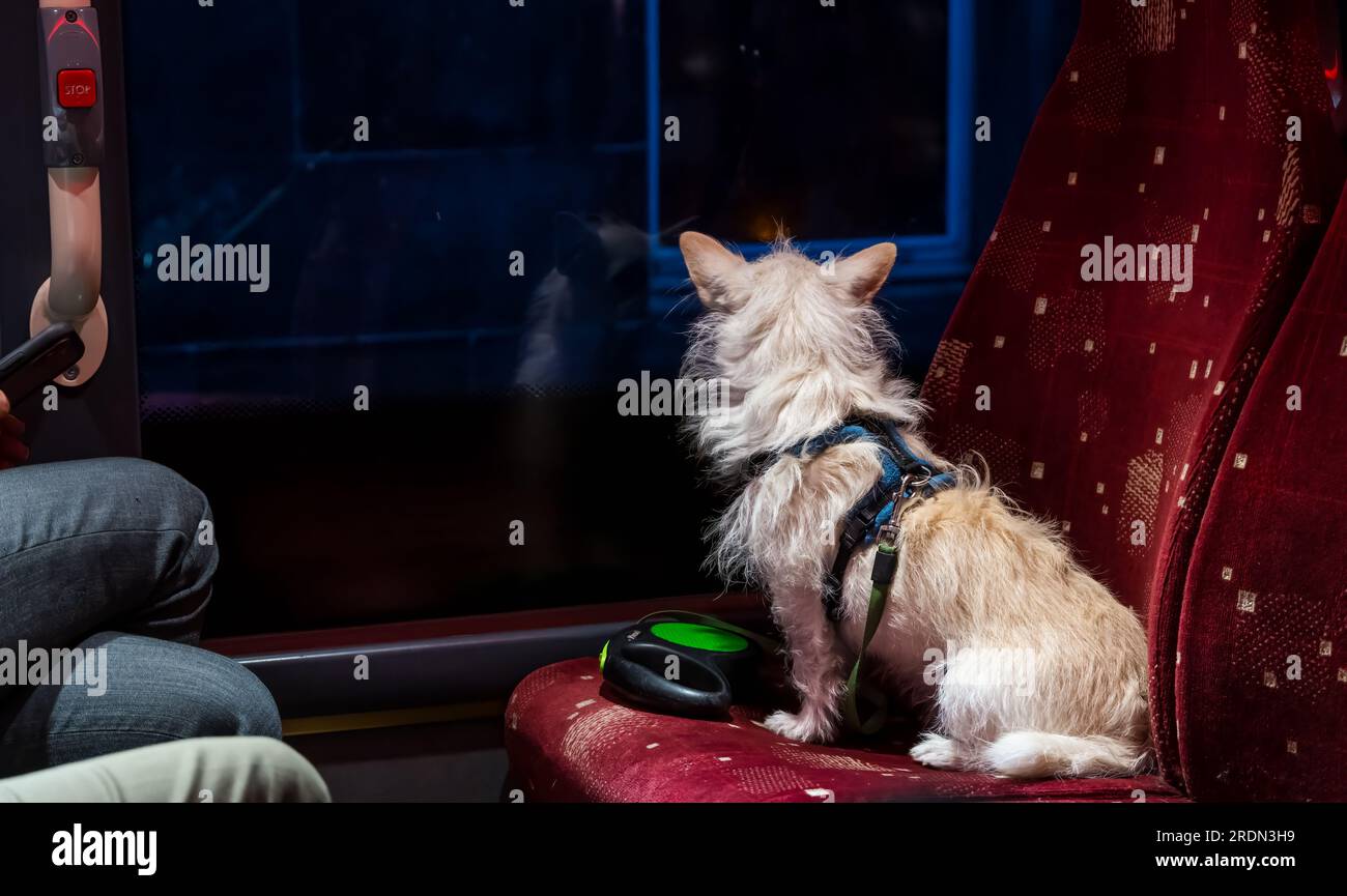Small dog sitting on bus seat at night time, Edinburgh, Scotland, UK Stock Photo