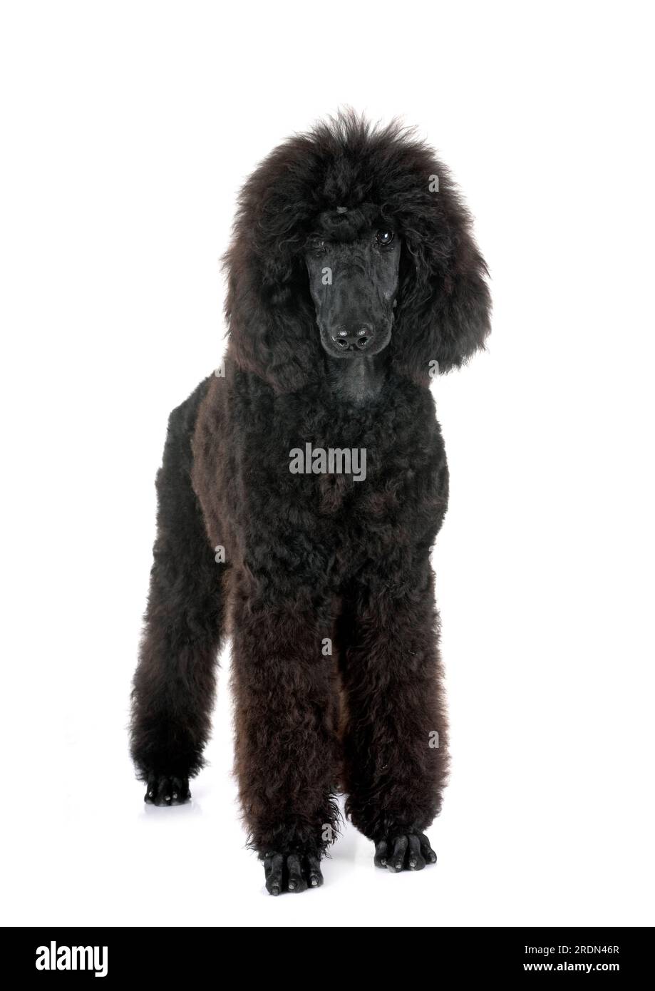 black standard poodle in front of white background Stock Photo - Alamy