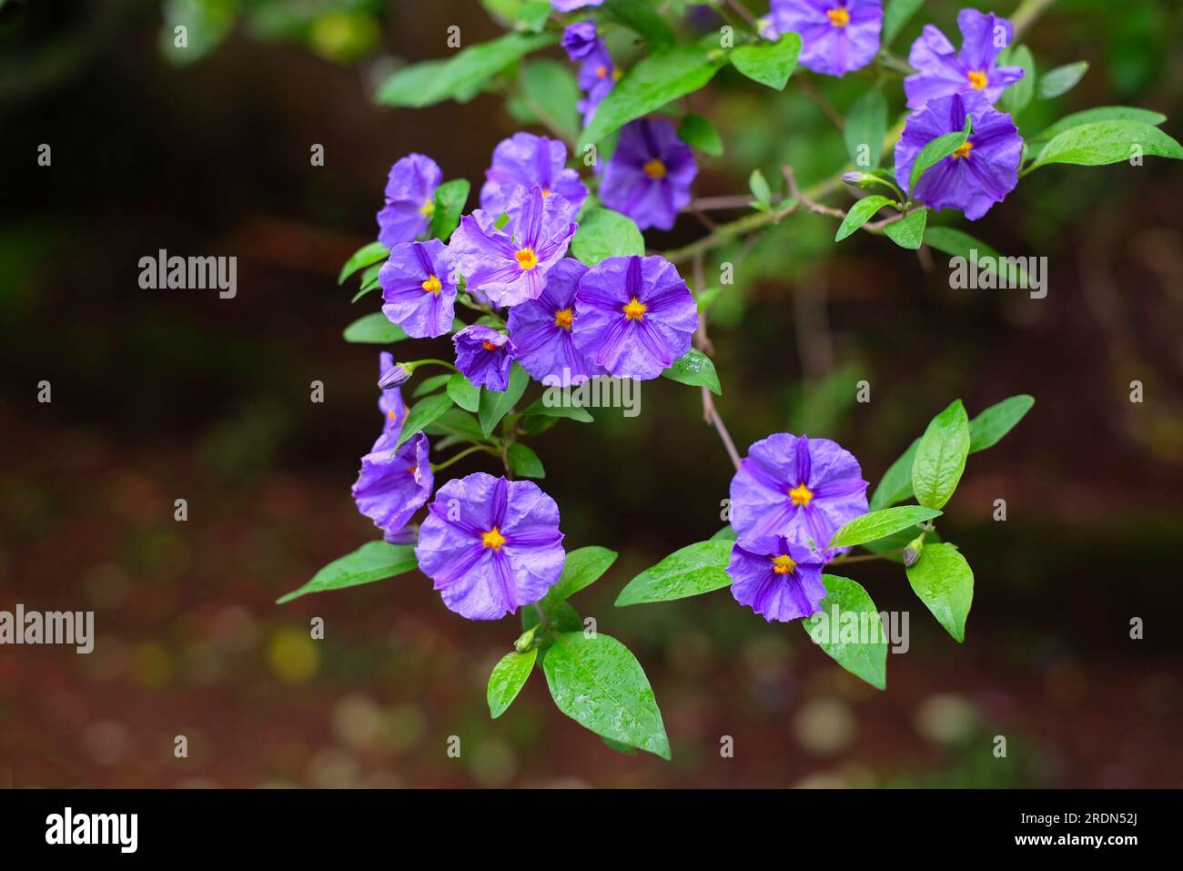 Purple flowers of a wild Solanum plant Stock Photo - Alamy
