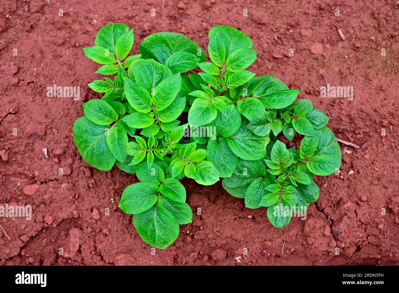 Top view of a healthy young potato plant (Solanum tuberosum) growing on