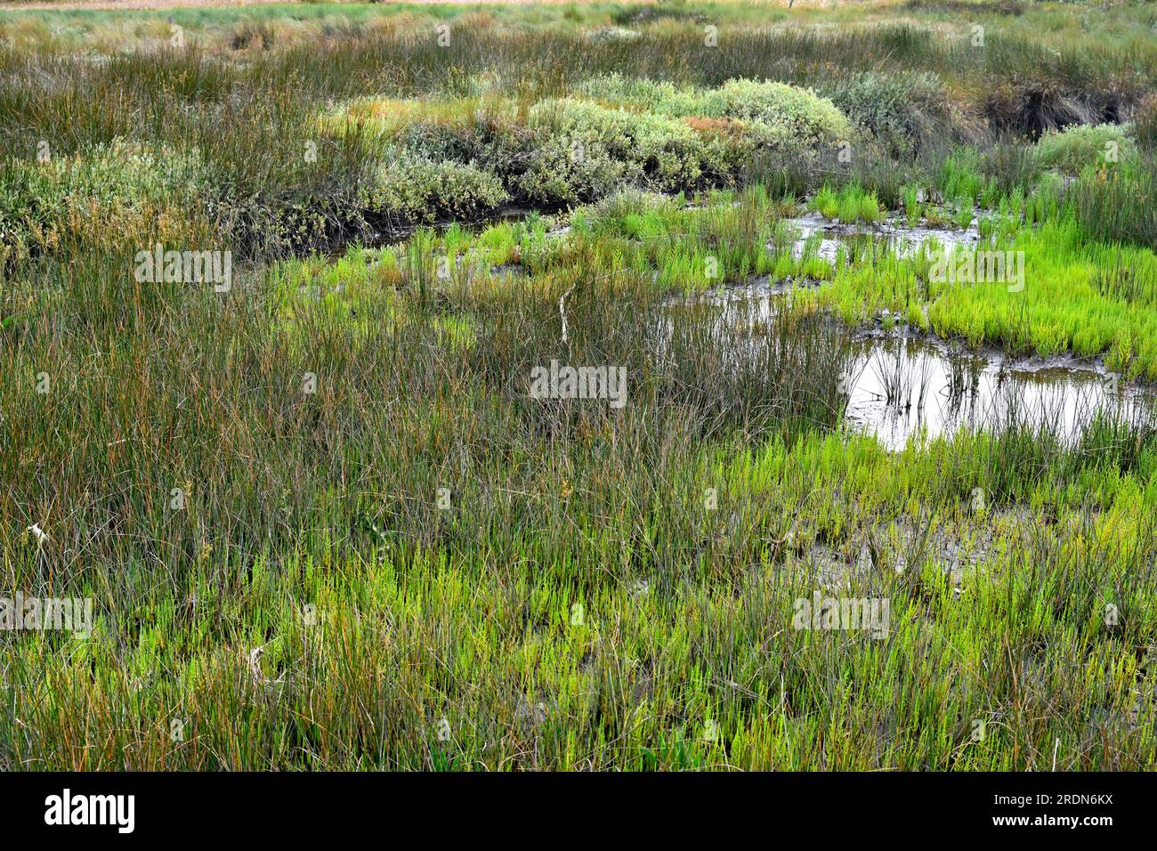 Plants in saltwater marshland Aveiro lagoon nature reserve, a temperate coastal lagoon, Portugal Stock Photo