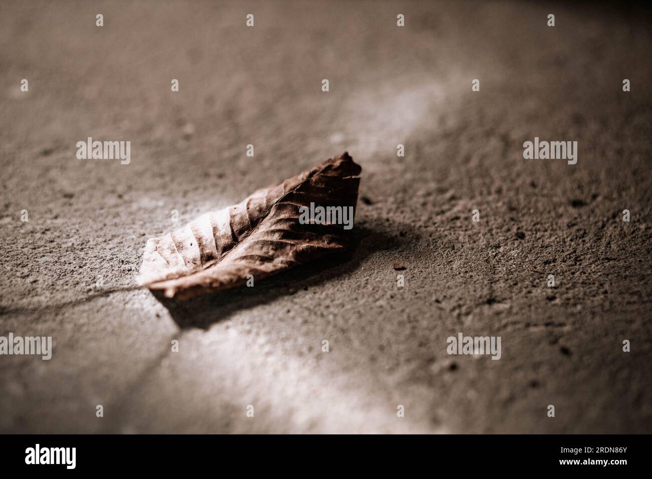 One dry leaf hi-res stock photography and images - Alamy
