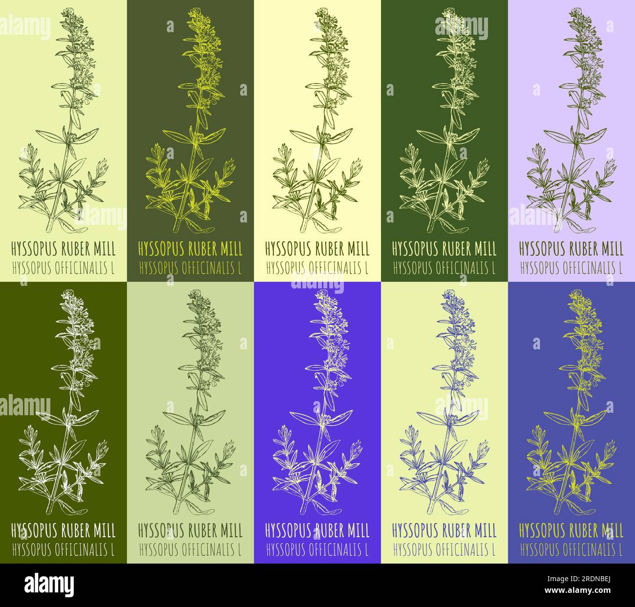 Set of vector drawing HYSSOPUS RUBER in various colors. Drawn ...