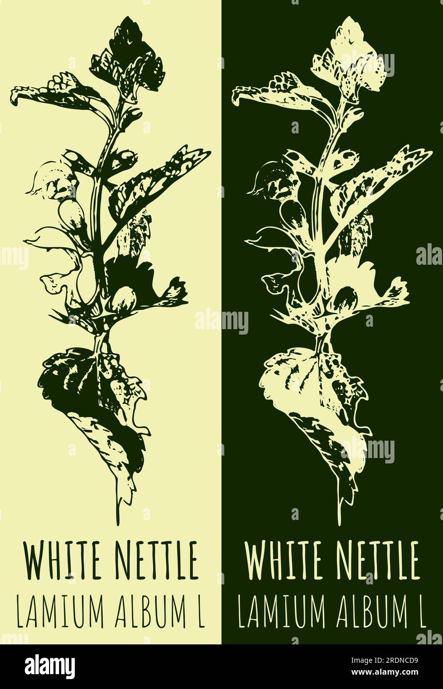 Vector drawing WHITE NETTLE . Hand drawn illustration. The Latin name is LAMIUM ALBUM L Stock Vector