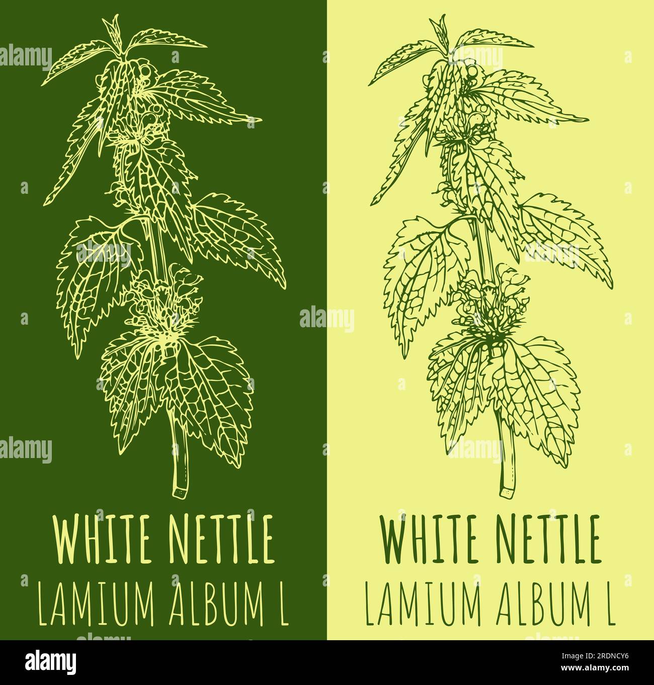 Vector drawing WHITE NETTLE . Hand drawn illustration. The Latin name is LAMIUM ALBUM L Stock Vector