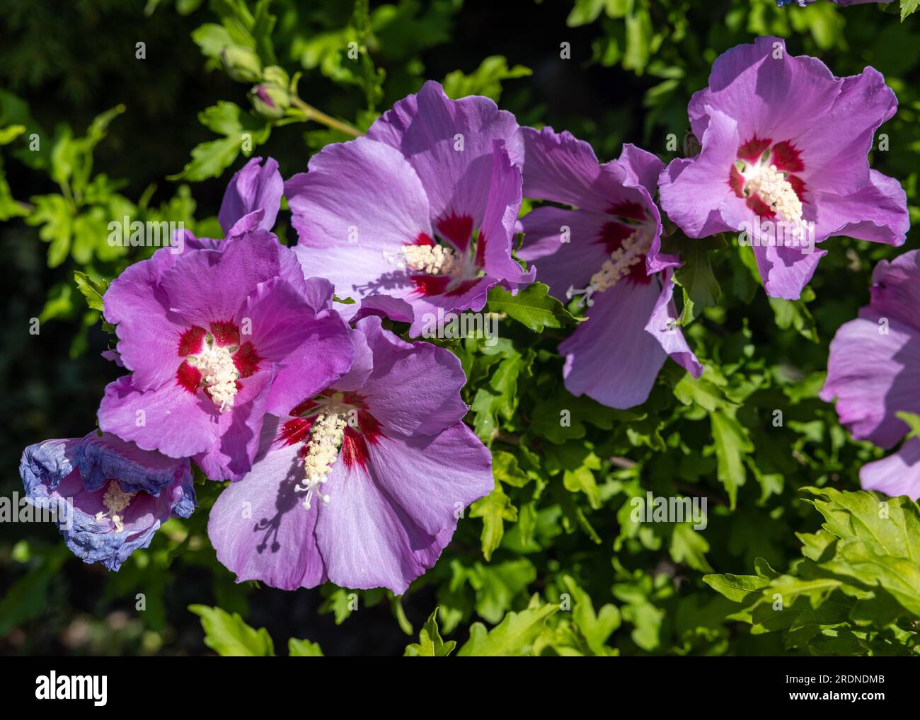 Beautiful pink flowers of Hibiscus syriacus in garden Stock Photo - Alamy