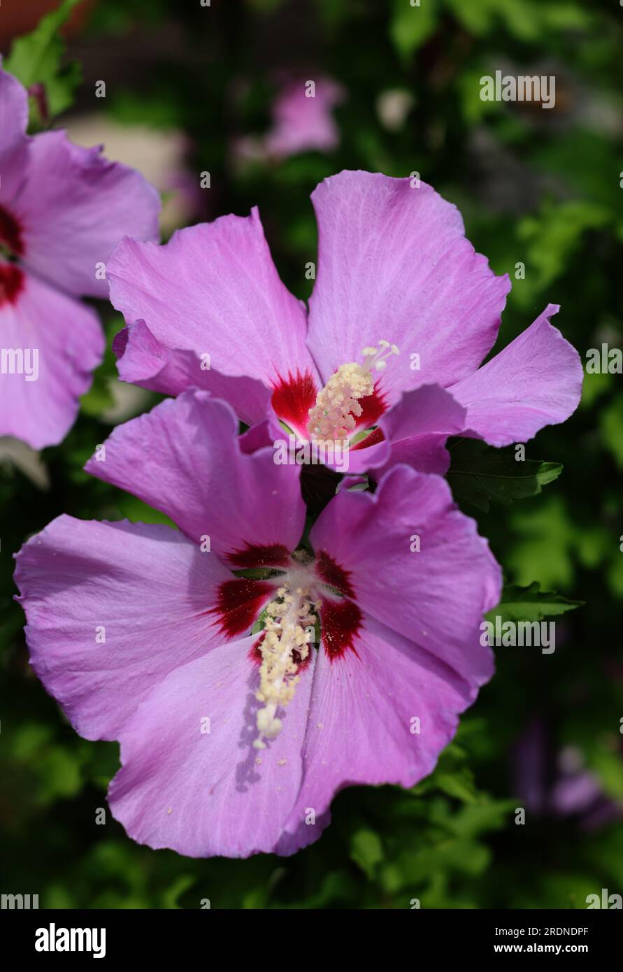 Beautiful pink flowers of Hibiscus syriacus in garden Stock Photo - Alamy