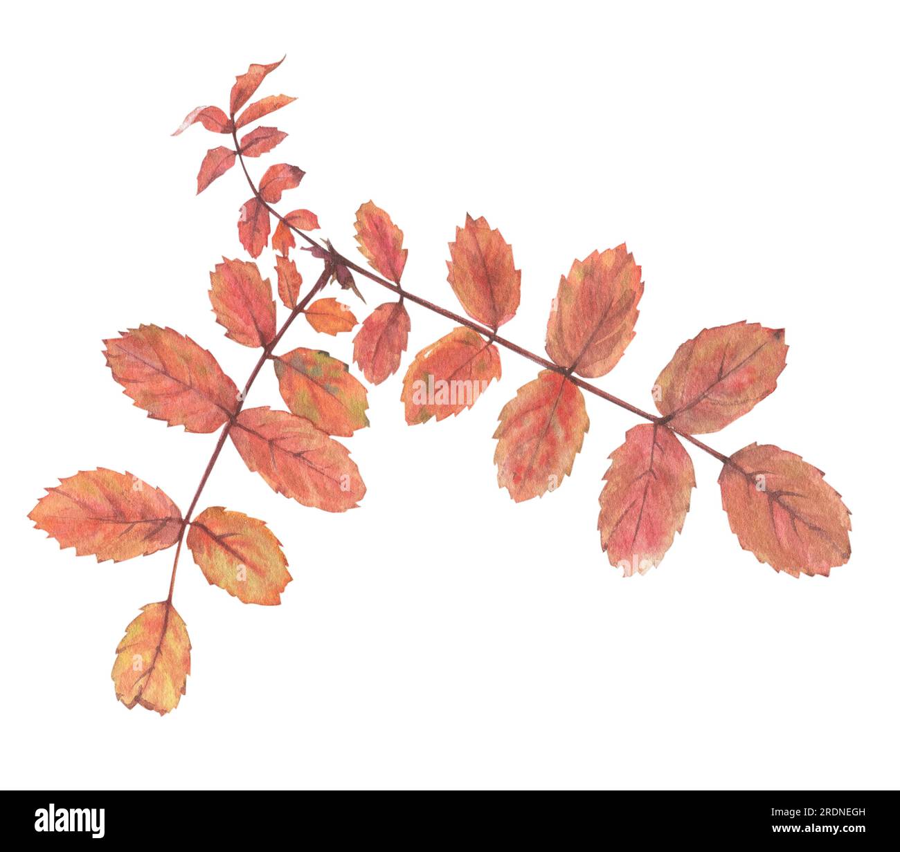 Bright autumn leaves painted in watercolor on a white background. Plant ...