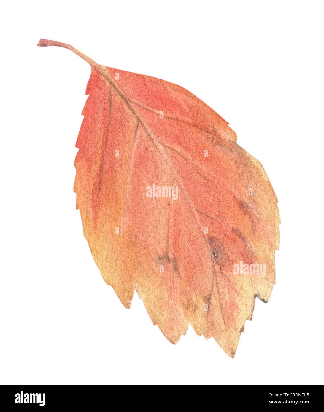 Bright autumn leaves painted in watercolor on a white background. Plant ...