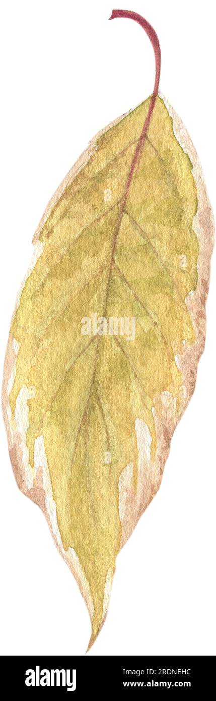 Bright autumn leaves painted in watercolor on a white background. Plant ...