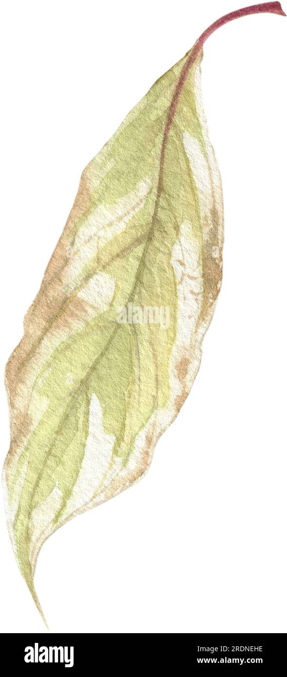 Bright autumn leaves painted in watercolor on a white background. Plant ...
