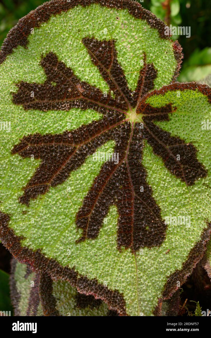 Detail of leaf of Begonia masoniana house plant Stock Photo