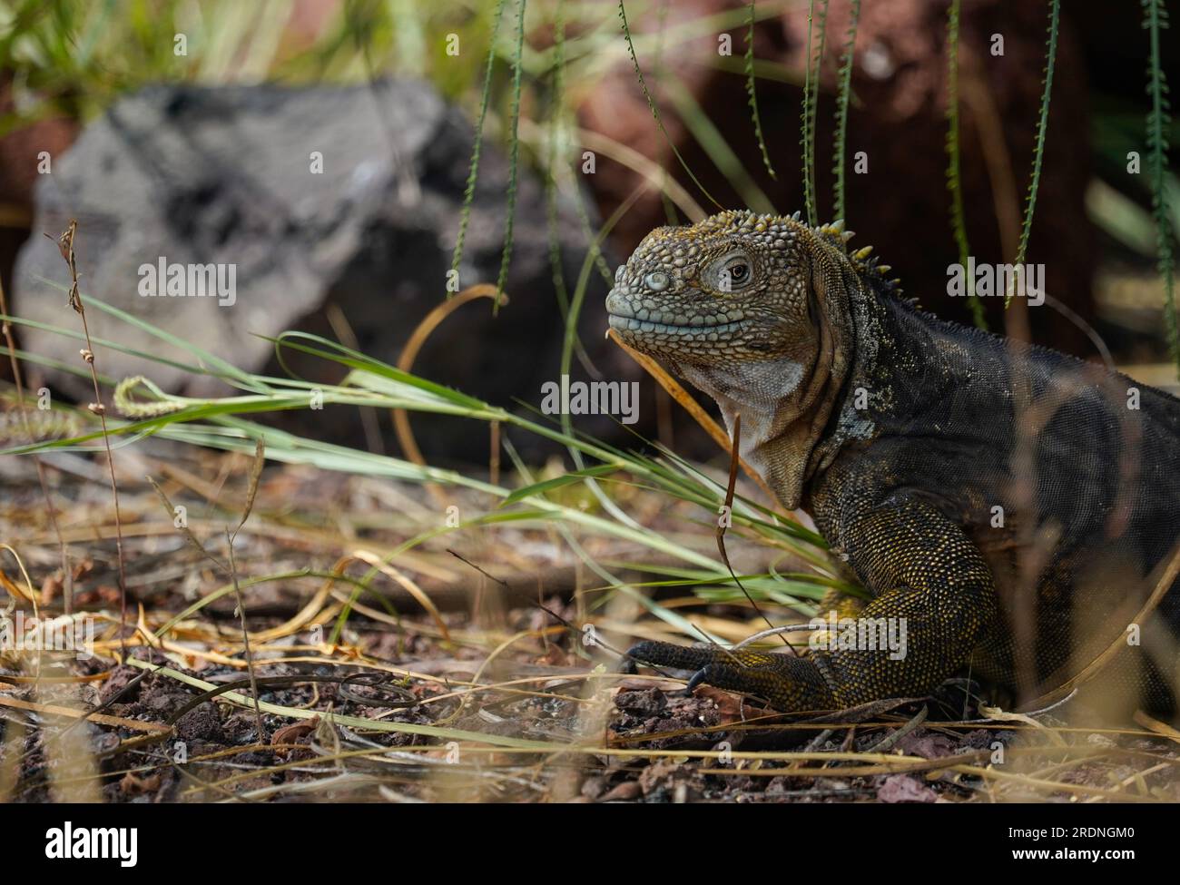 Land iguana on Baltra Island, Galapagos, rocks and grass in the background Stock Photo