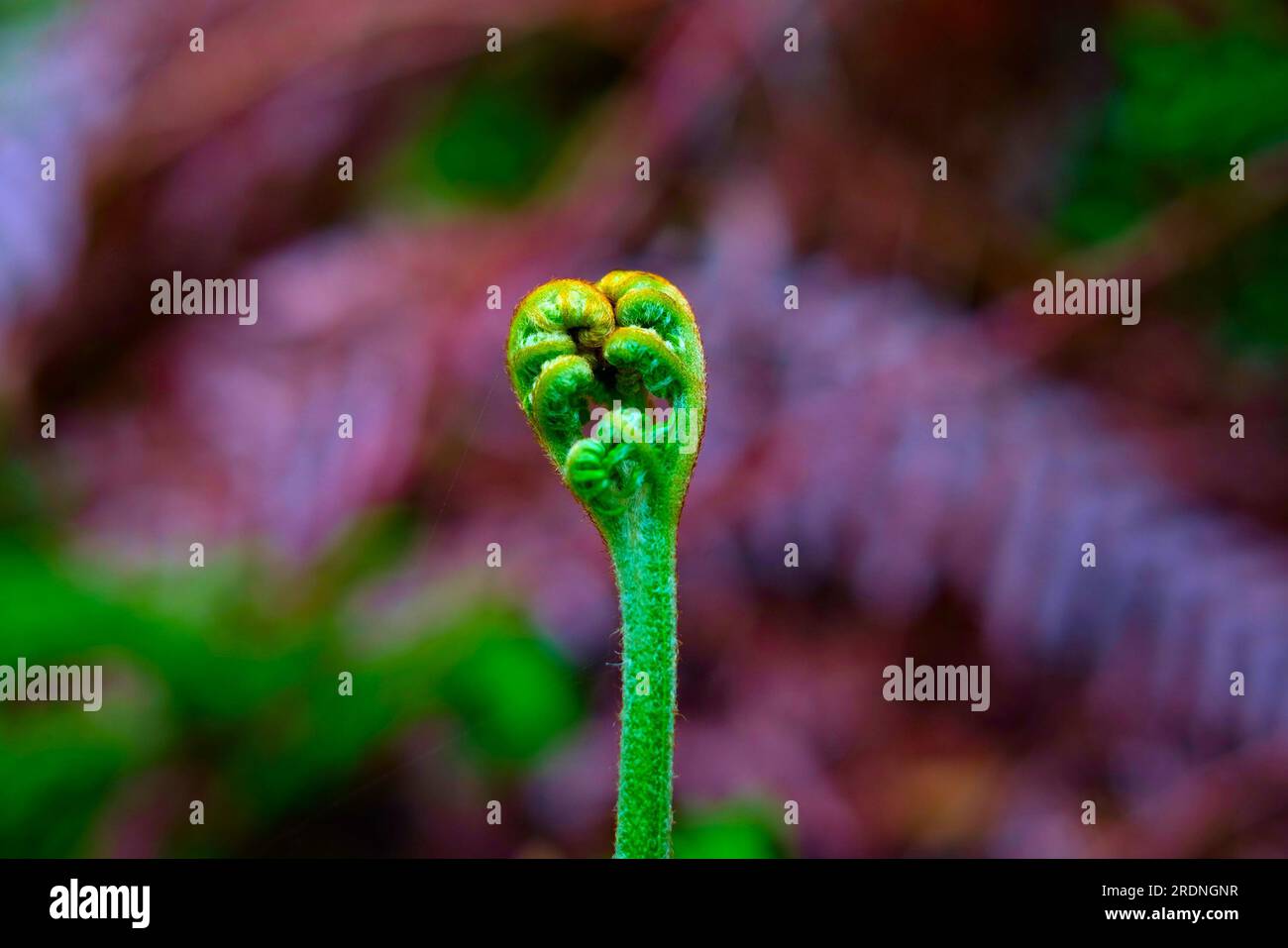 Single isolated fern frond with a a blurred floral background. Stock Photo