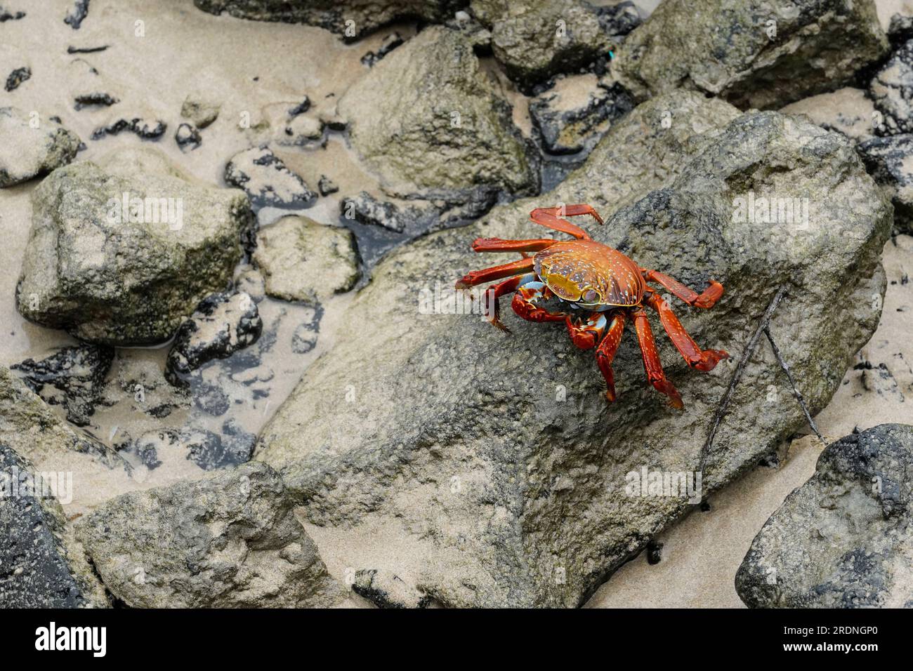Sally Light-foot crab on the lava rocks on the beach, Isabela Island, Galapagos Stock Photo