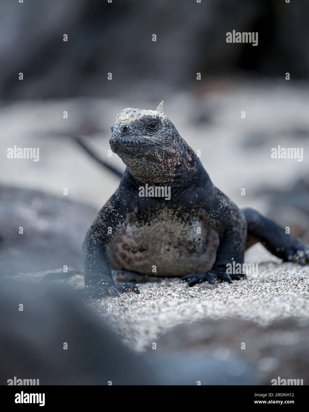 Marine iguana on the beach, Floreana Island, Galapagos Stock Photo - Alamy