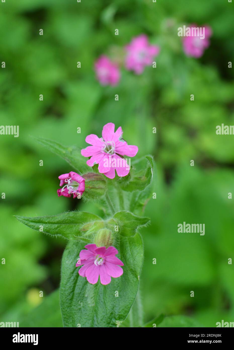 Silene dioica grows in the spring in the wild Stock Photo