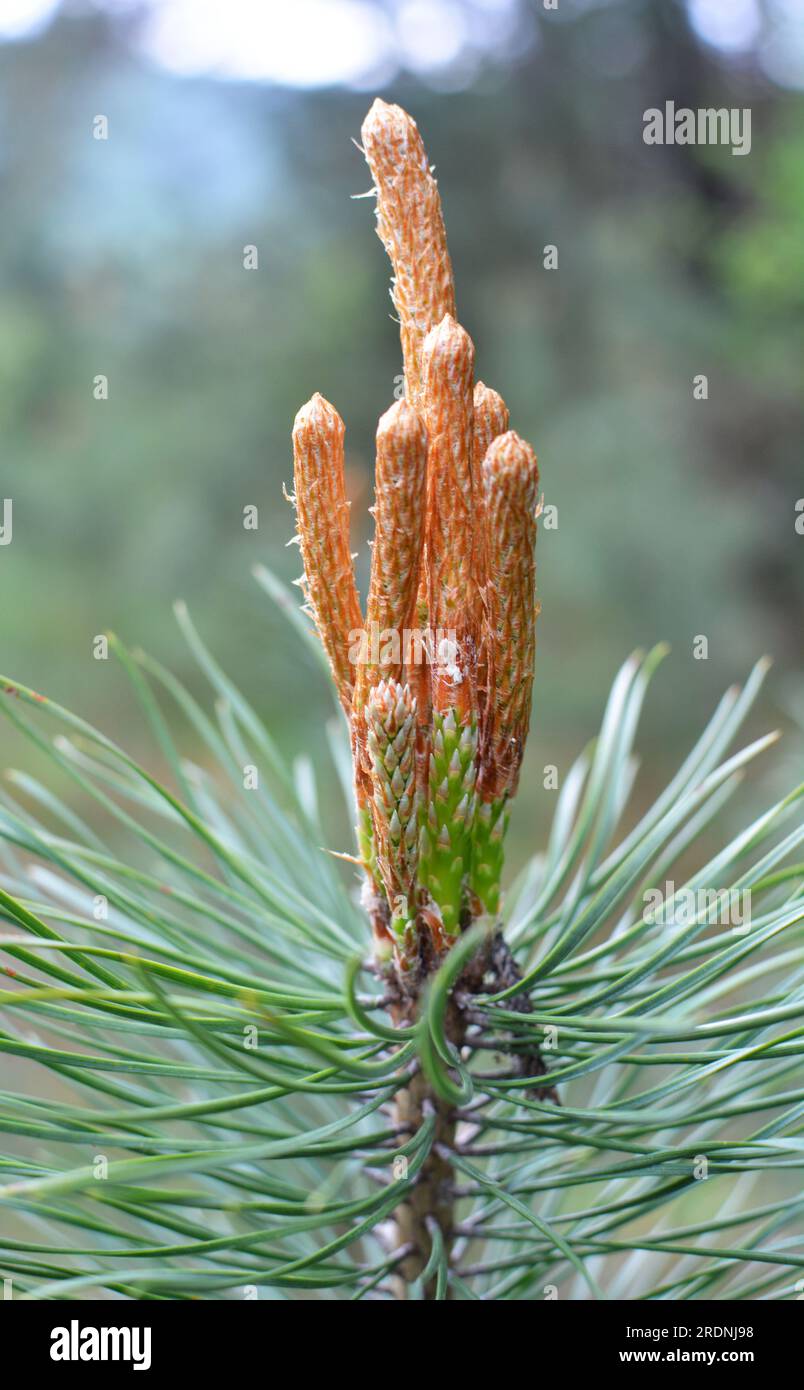 Spring buds on a young pine branch Stock Photo