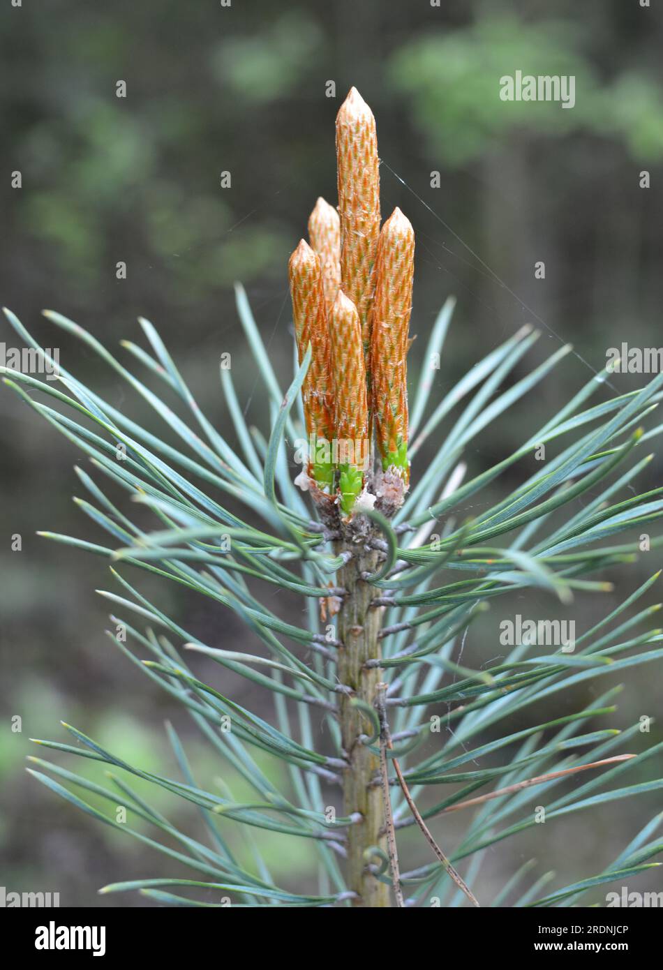 Spring buds on a young pine branch Stock Photo