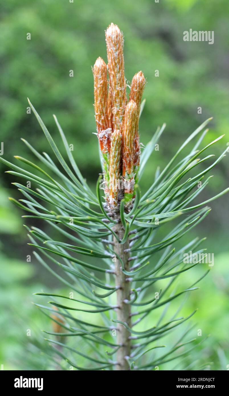 Spring buds on a young pine branch Stock Photo