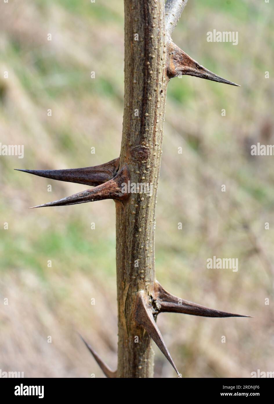 Sharp thorns on a branch of a bush and a tree close up Stock Photo
