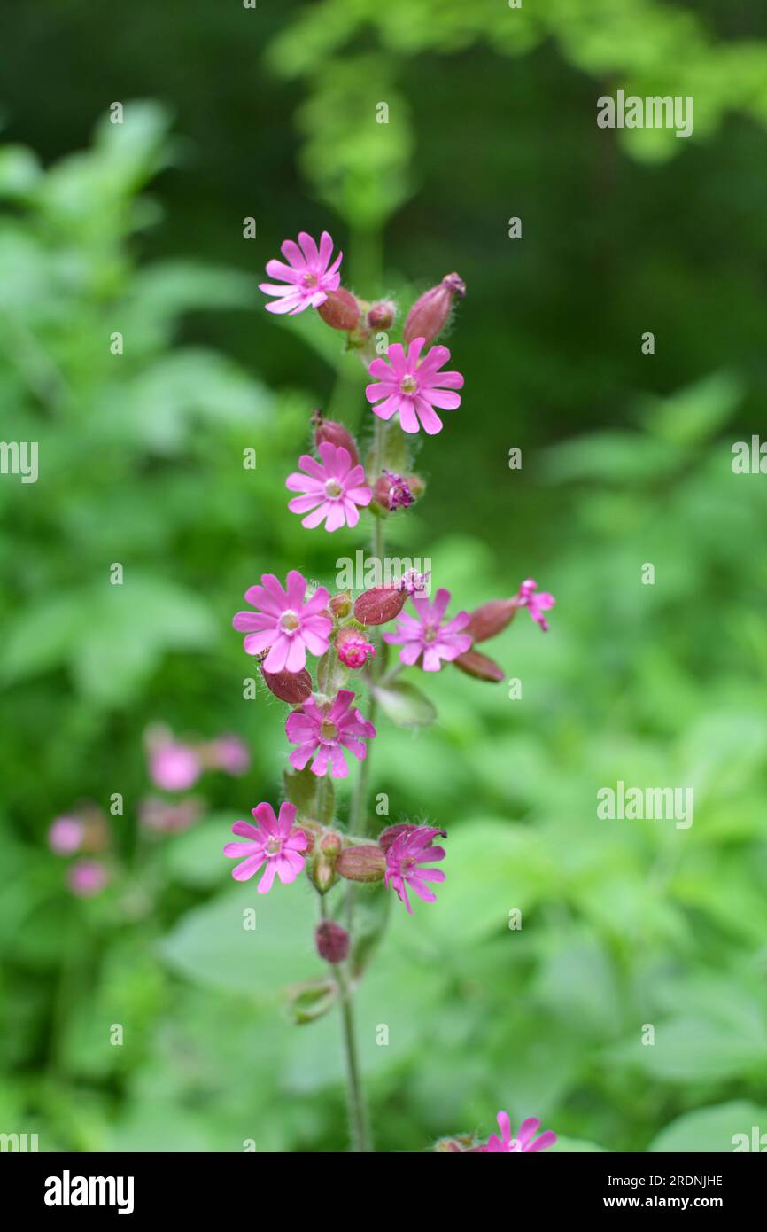 Silene dioica grows in the spring in the wild Stock Photo