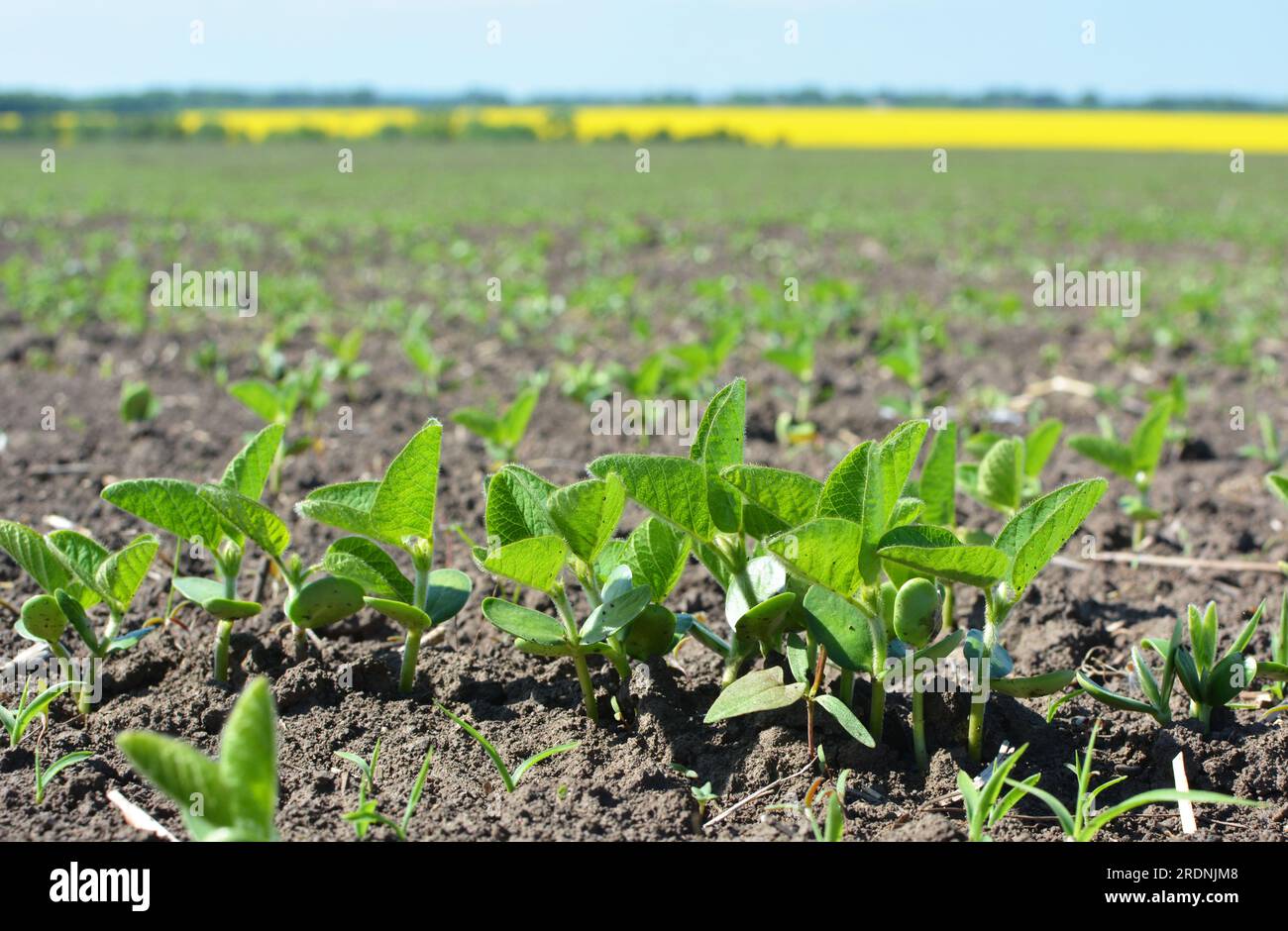 Soybean seedlings hi-res stock photography and images - Alamy