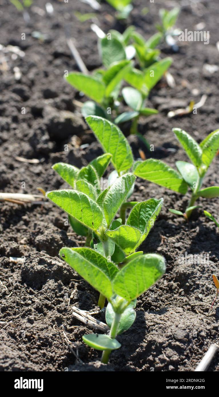 Soybean seedlings hi-res stock photography and images - Alamy