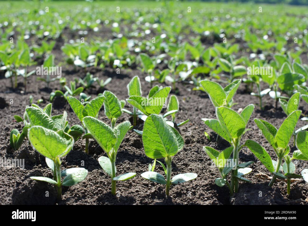 Soybean seedlings hi-res stock photography and images - Alamy