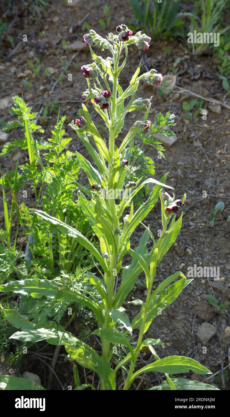 In the wild, Cynoglossum officinale blooms among grasses Stock Photo