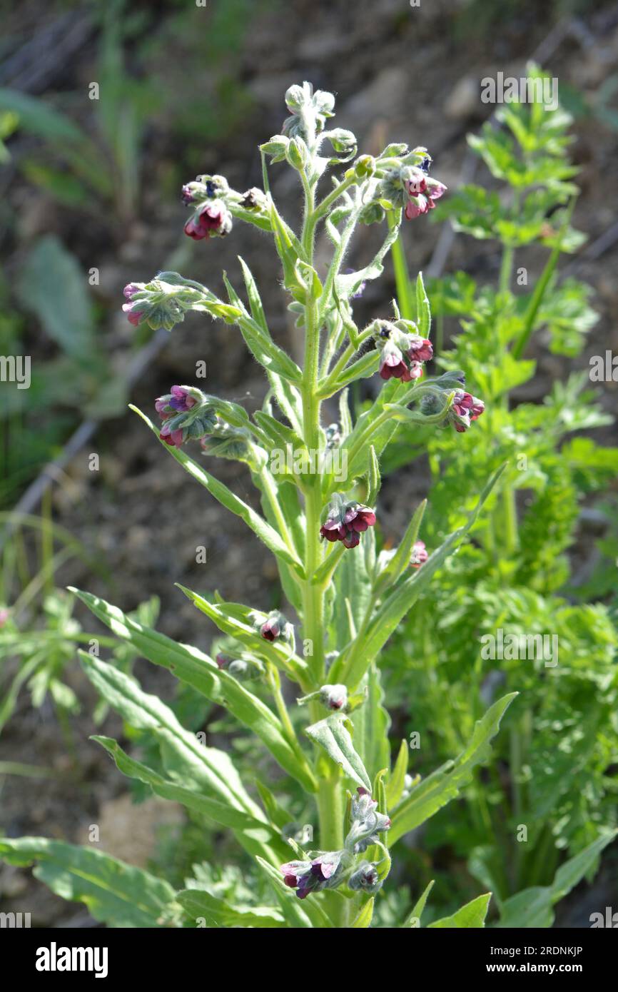 In the wild, Cynoglossum officinale blooms among grasses Stock Photo