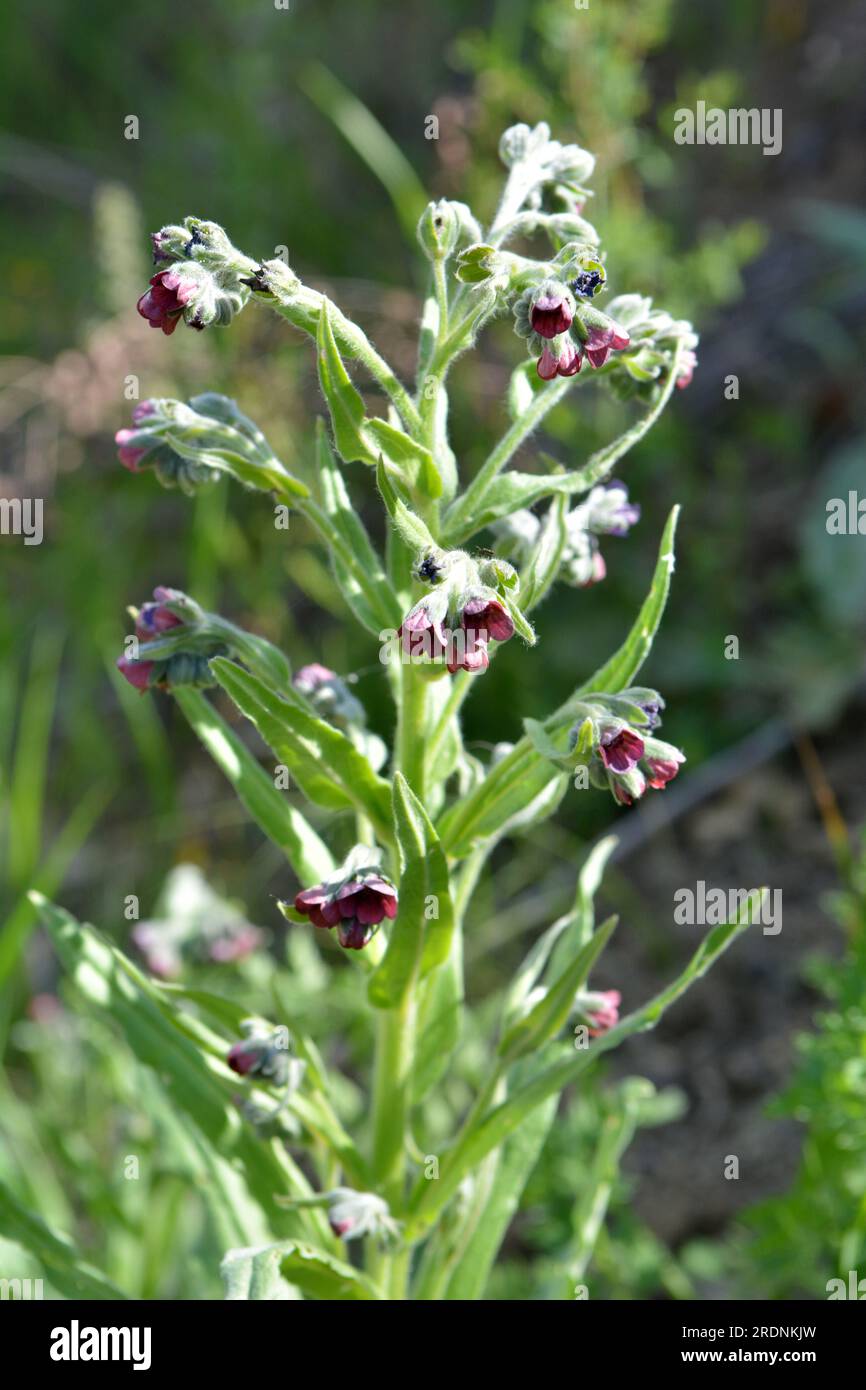 In the wild, Cynoglossum officinale blooms among grasses Stock Photo