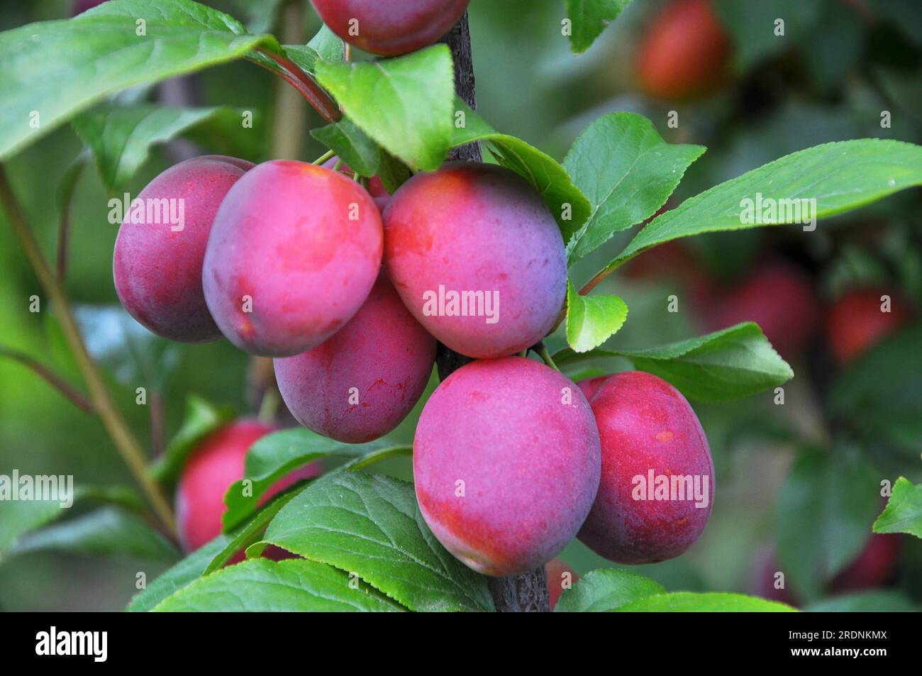 In the orchard on the branch of the tree are ripe plums Stock Photo - Alamy
