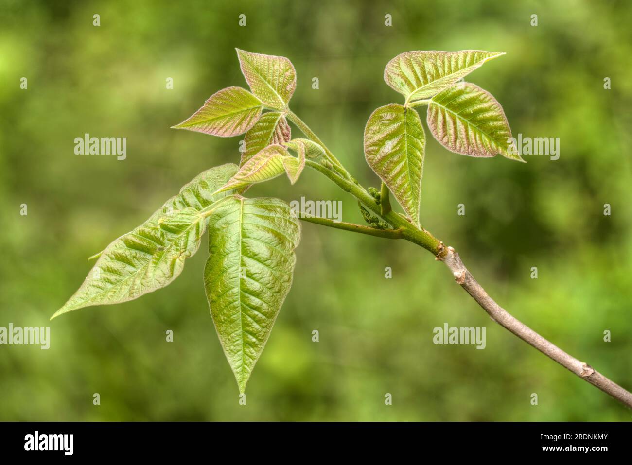 Poison Ivy (Toxicodendron radicans) a common toxic plant that causes skin rash can be identified by three leaf leaflets. Stock Photo