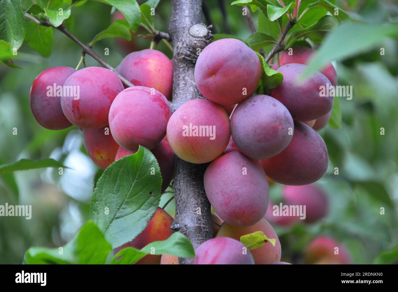 In the orchard on the branch of the tree are ripe plums Stock Photo - Alamy