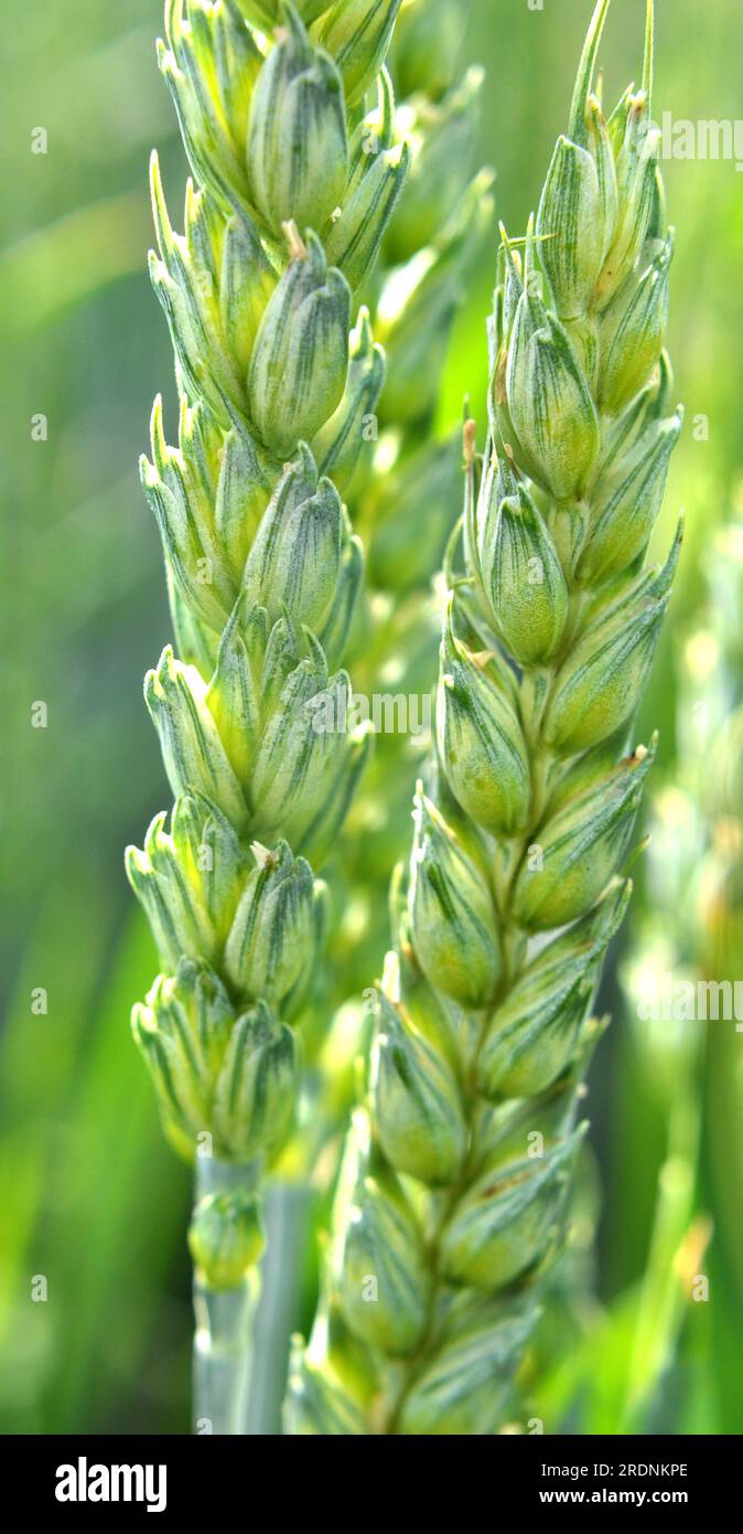 On a farm field close up of spikelets of young green wheat Stock Photo